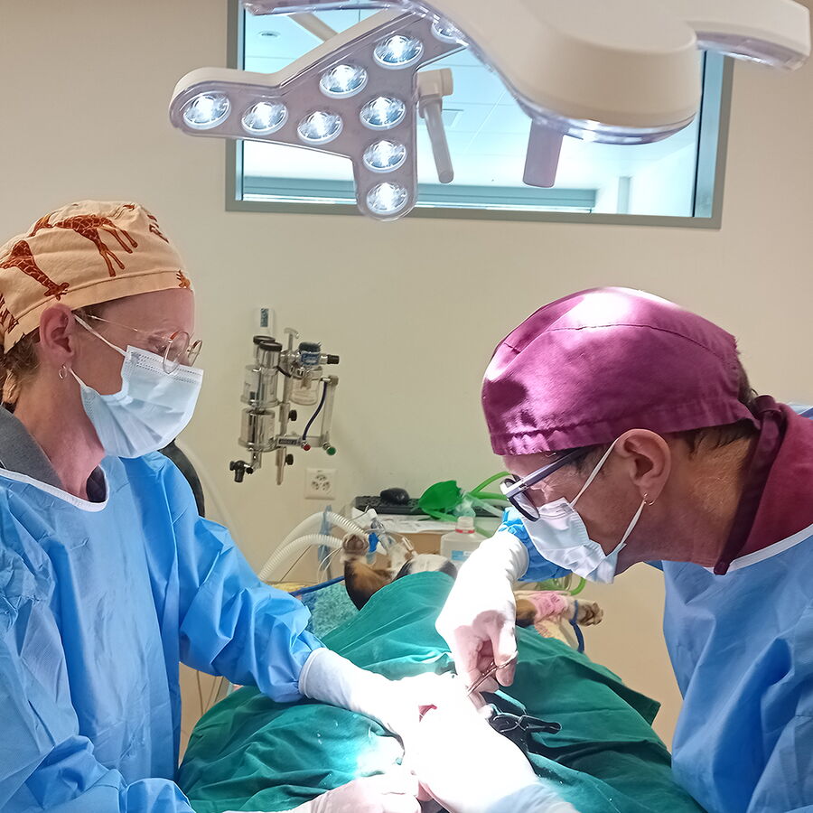 TRIANGO 100 LED-Operationsleuchte im Einsatz bei einem veterinärmedizinischen Eingriff.